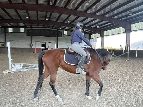 bay-companion-harness-horse