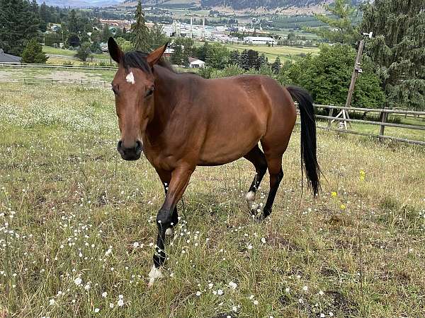 companion-harness-warmblood-horse