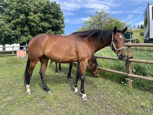 companion-harness-horse