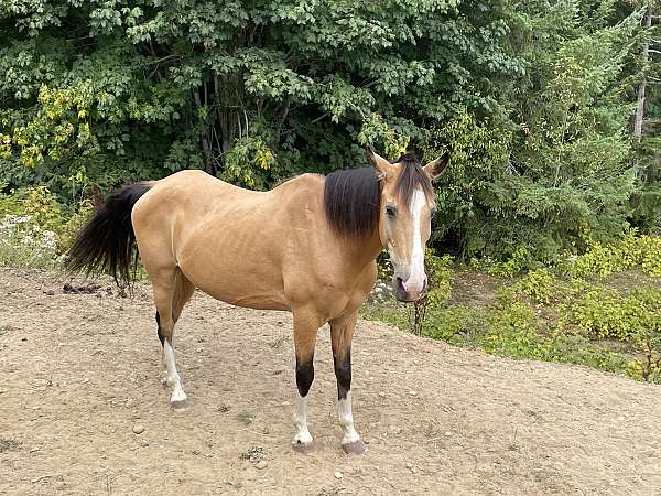 4-white-feet-a-blaze-horse