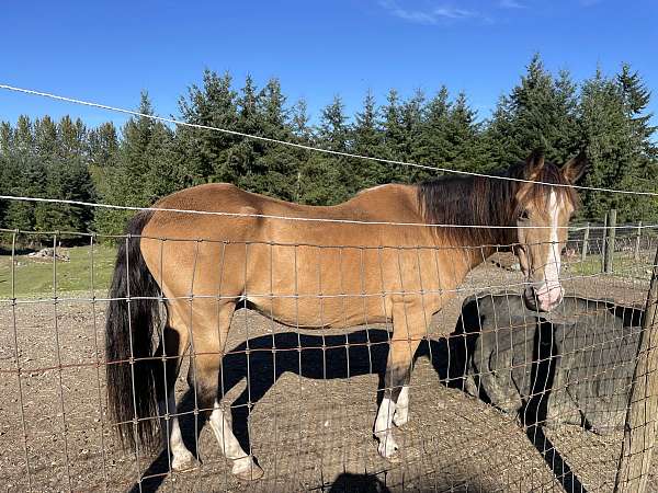 buckskin-4-white-feet-a-blaze-horse