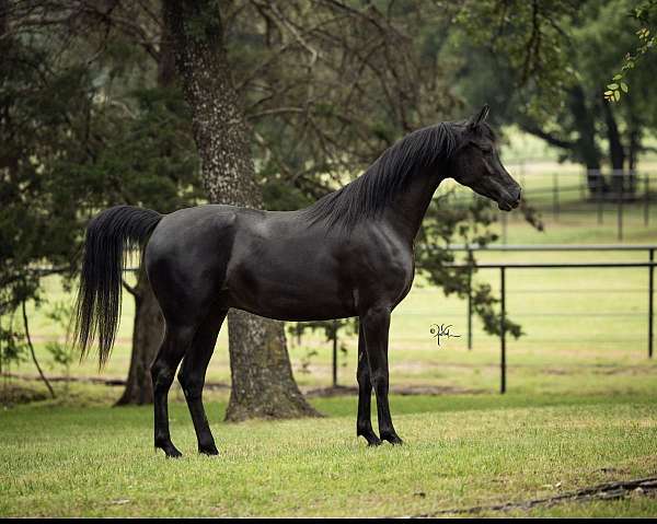 arabian-gelding