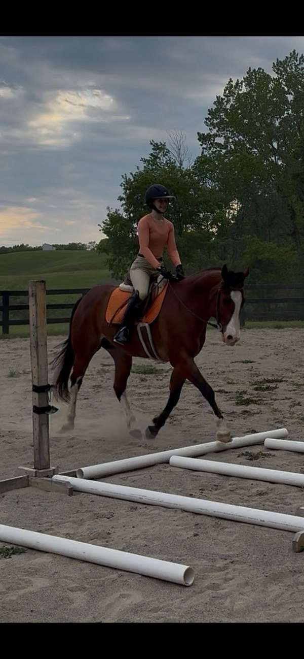 all-paint-horse