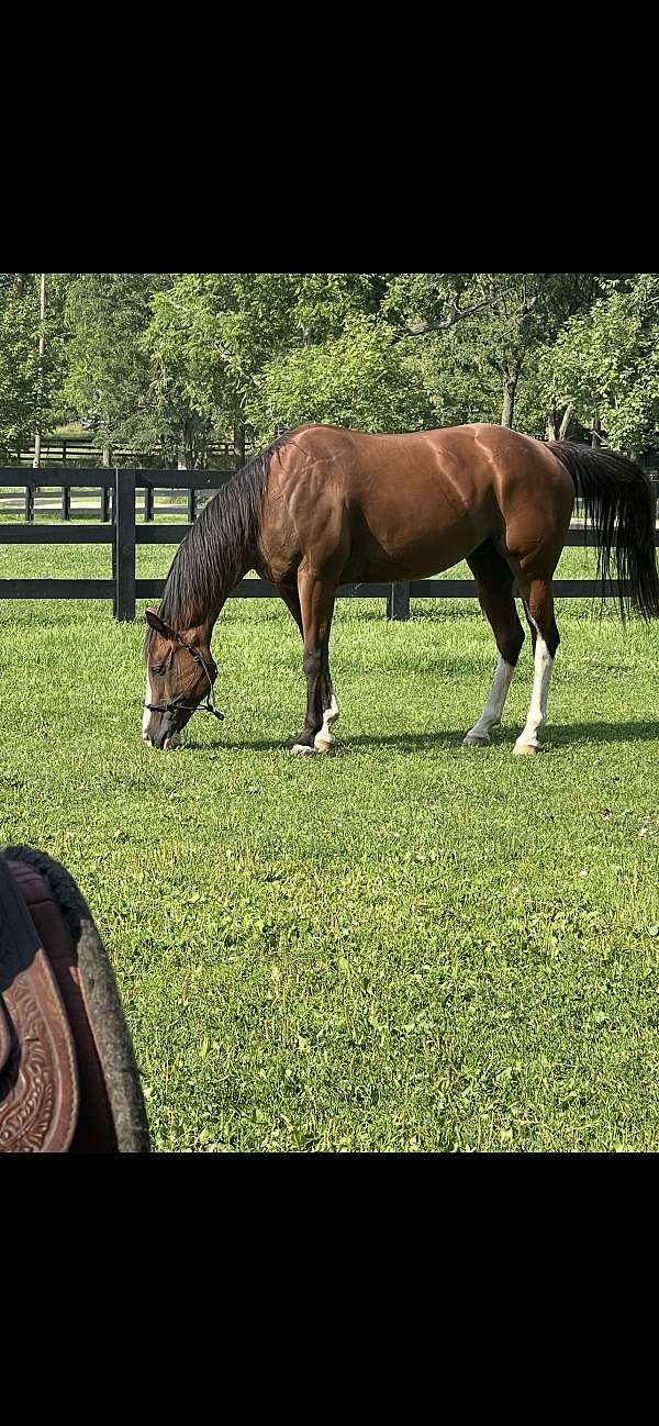 bay-overo-western-rid-horse