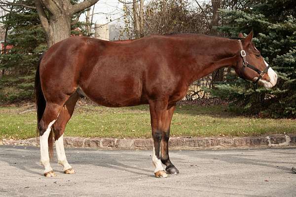 rooster-paint-horse