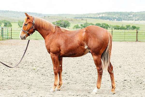 arristorcat-nappin-quarter-horse