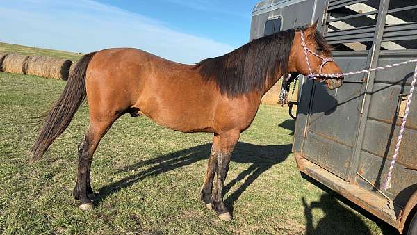 all-around-arabian-horse