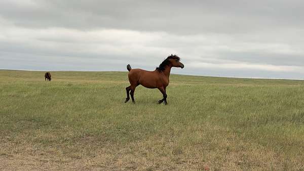 athletic-arabian-horse
