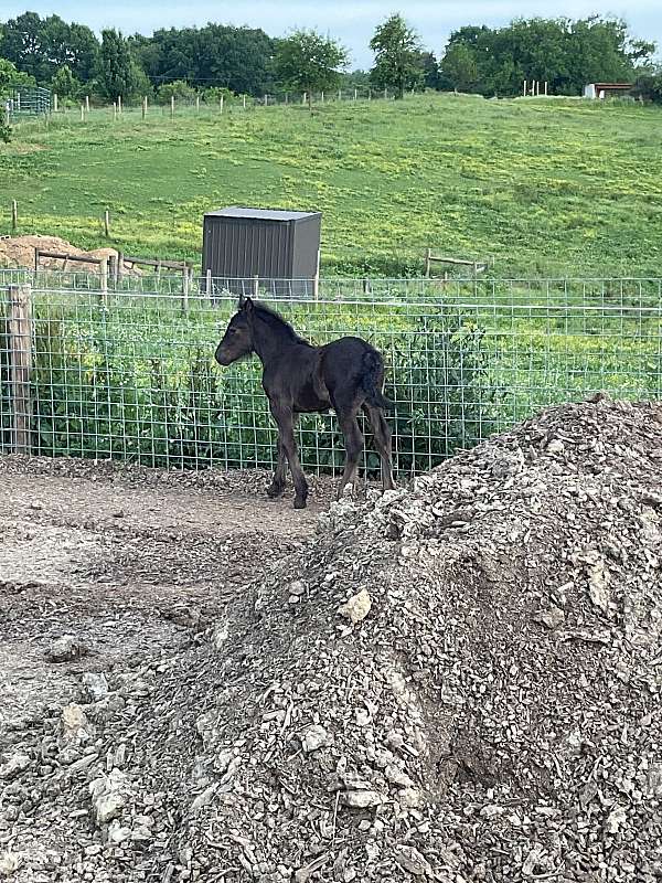 fps-fell-pony-colt