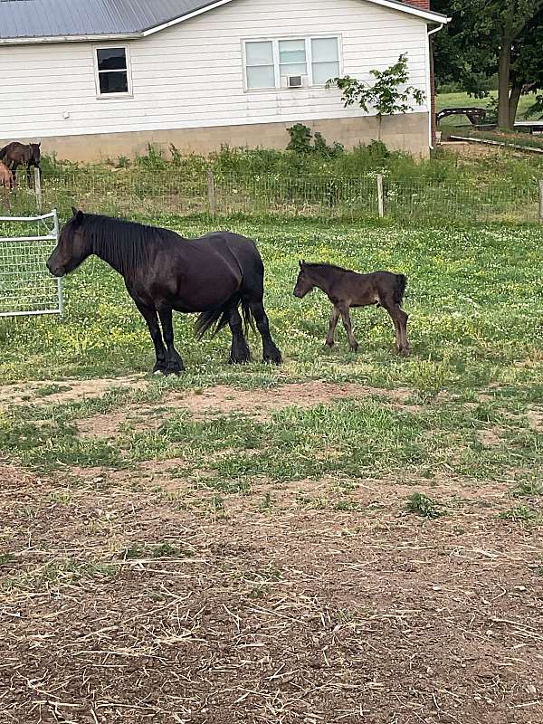 fell-pony-pony-colt