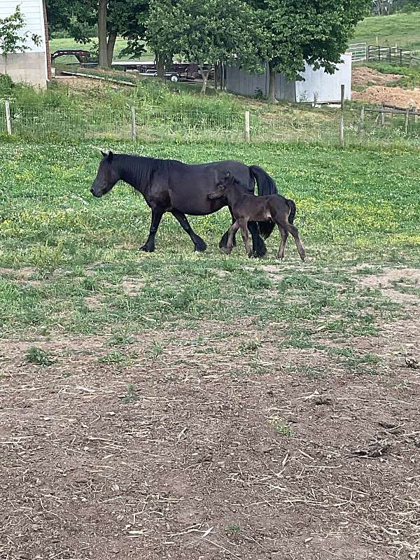 all-around-fell-pony