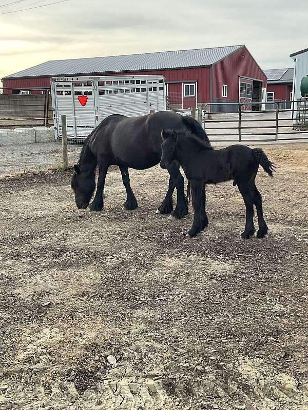 fell-pony-pony-colt-gelding