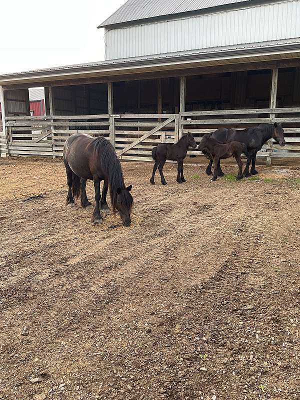 black-fell-pony-colt