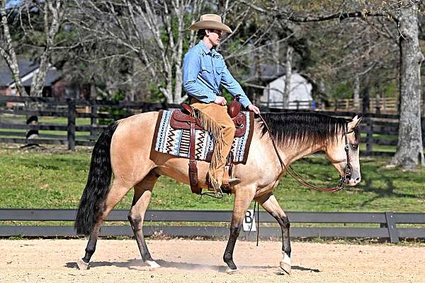 aqha-quarter-horse