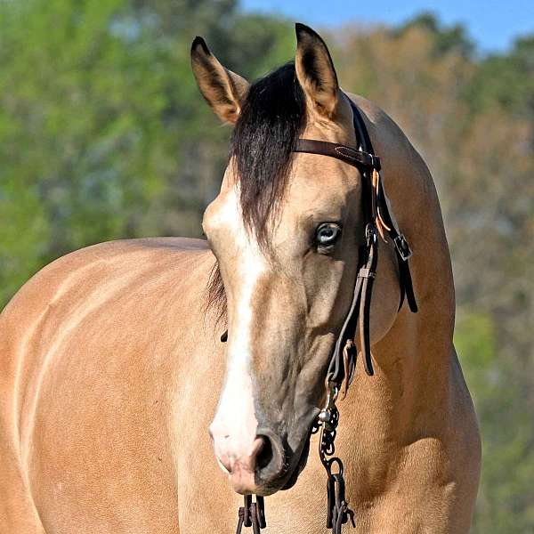 buckskin-quarter-horse