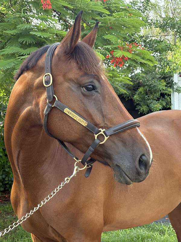 no-spook-dutch-warmblood-horse
