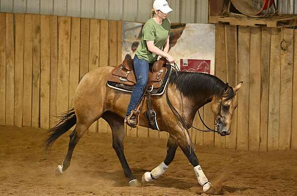 aqha-quarter-horse