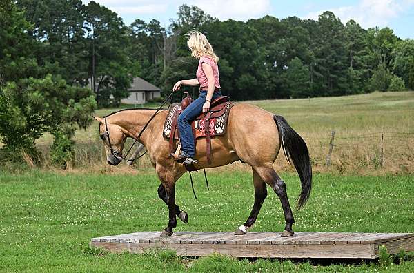 gelding-quarter-horse