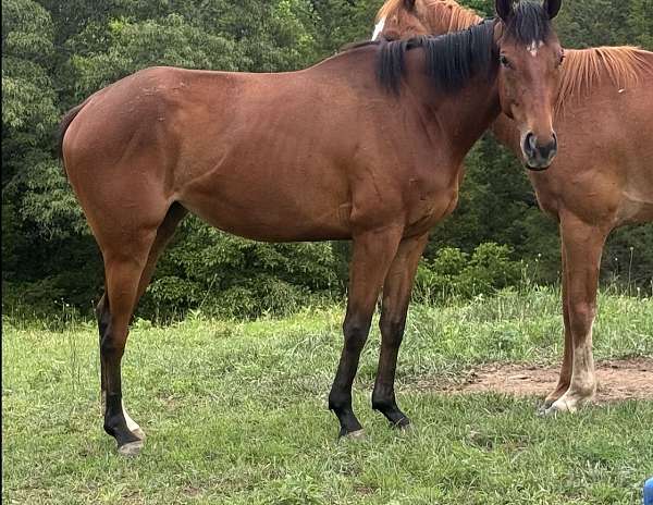 all-around-thoroughbred-horse