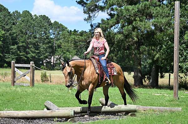 beginner-quarter-horse