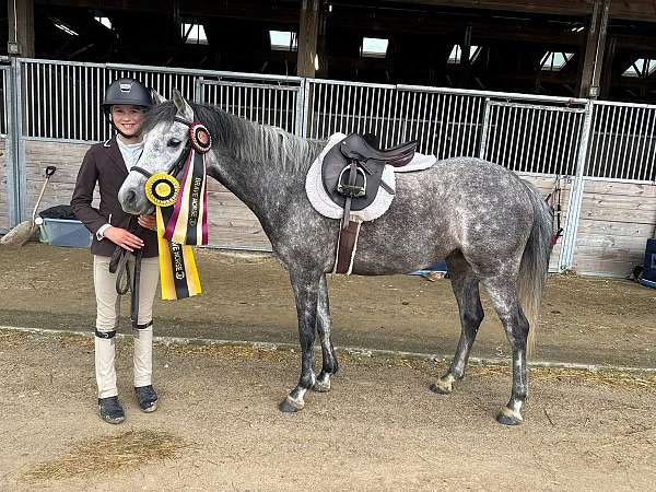 fancy-pony-welsh