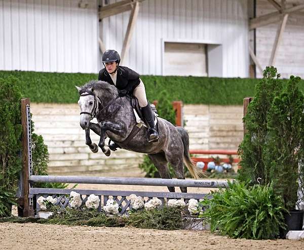 division-pony-welsh