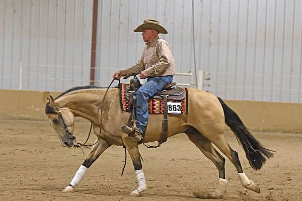 flashy-quarter-horse