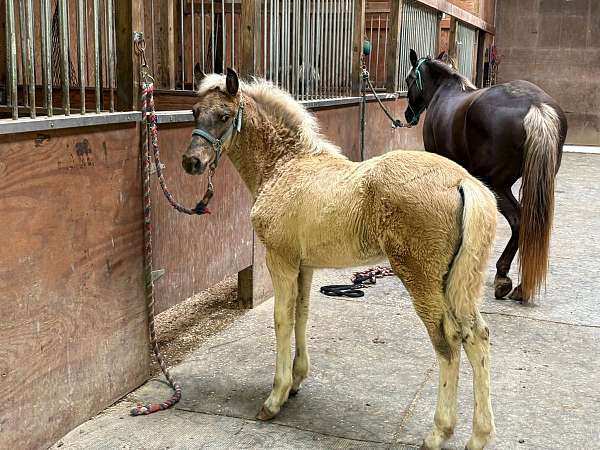 chocolate-no-white-horse
