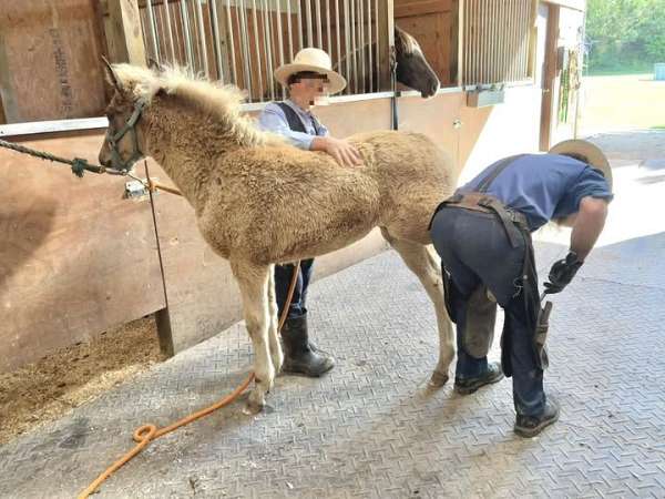 no-white-horse