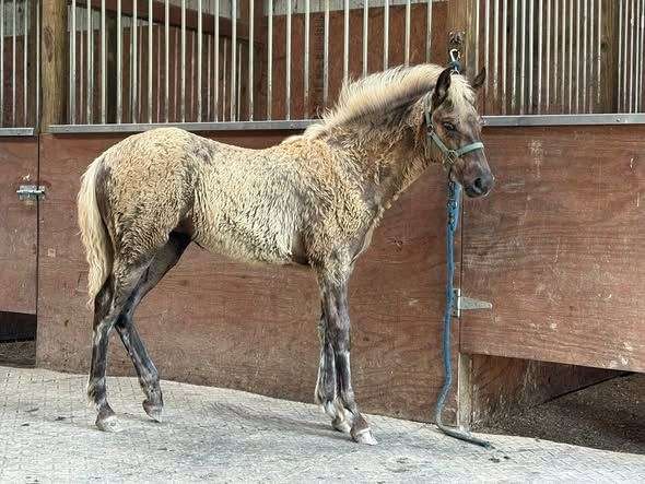 breeding-rocky-mountain-horse