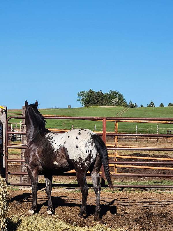 appaloosa-horse-for-sale