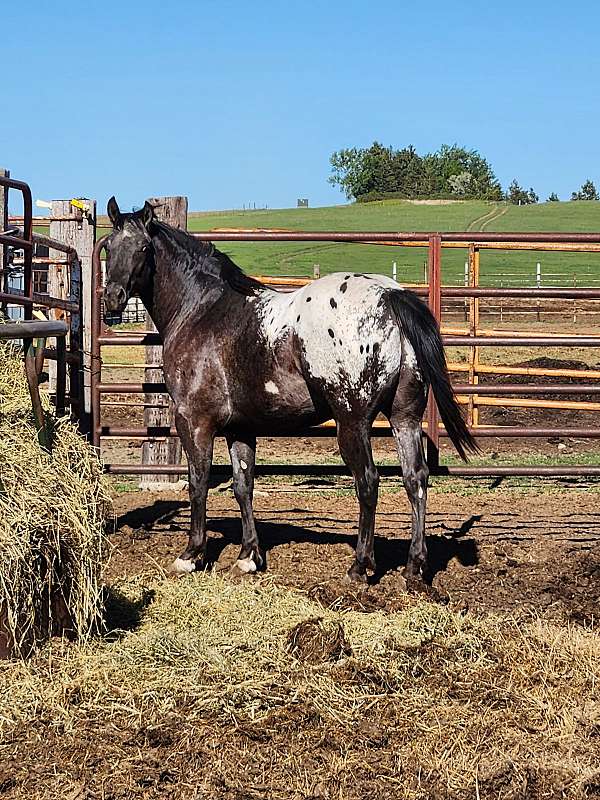 appaloosa-gelding