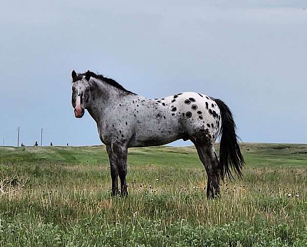 appaloosa-horse