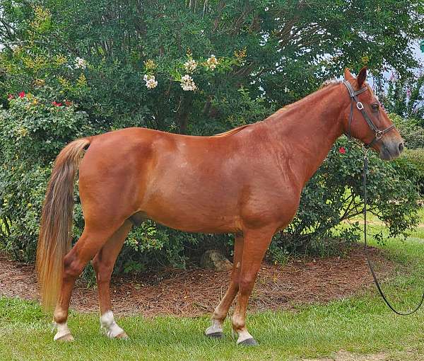 hind-socks-blonde-mane-tail-horse