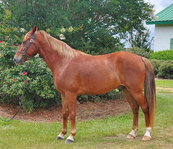 hind-socks-blonde-mane-tail