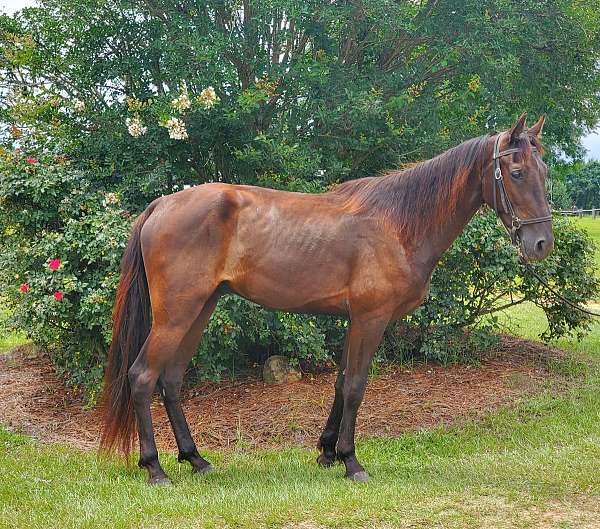 none-horse