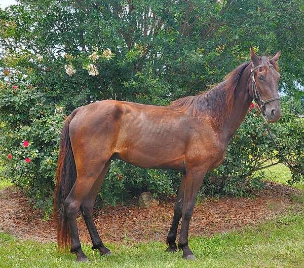 black-none-horse