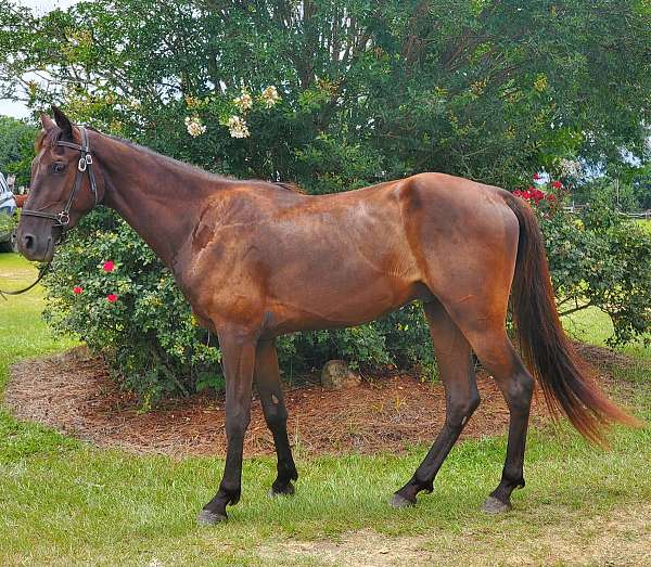 black-tennessee-walking-gelding