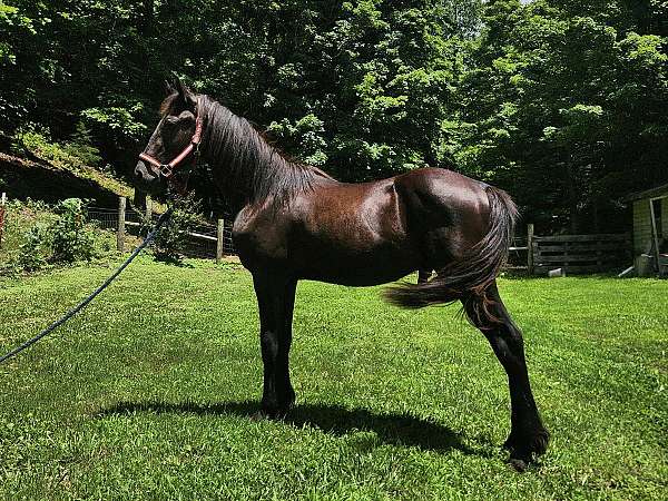 friesian-yearling