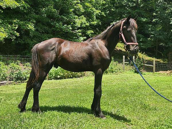 friesian-horse-for-sale