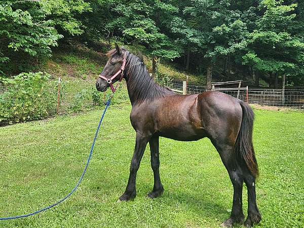 friesian-horse