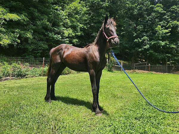 friesian