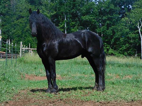 yearling