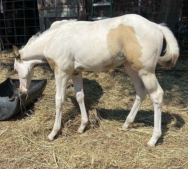 tovero-horse
