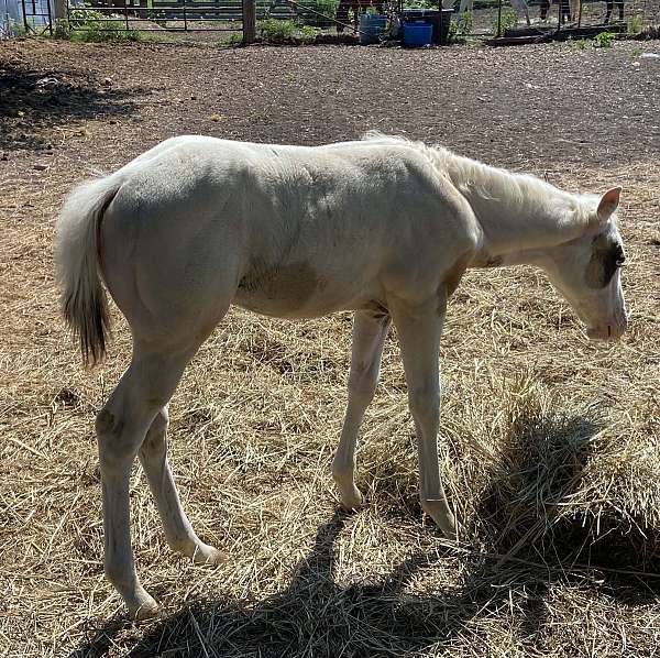 grulla-tovero-horse