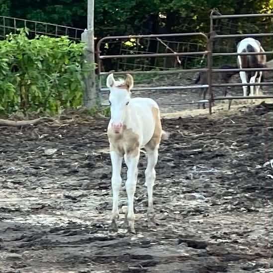 grulla-paint-filly