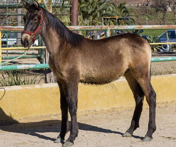 colt-andalusian-horse