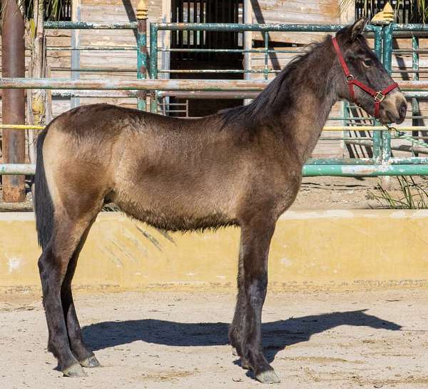 ancce-andalusian-horse