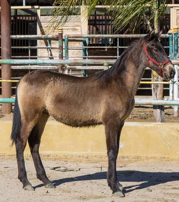 ialha-andalusian-horse