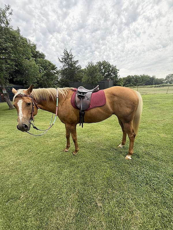 quarter-horse-mare